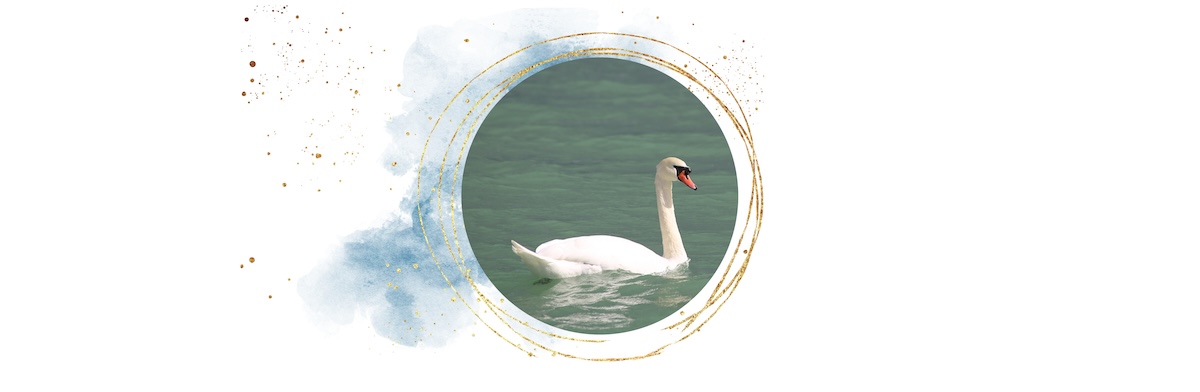 Ineshenner-Schwan_1
