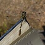 F_Libelle auf Buch_Ines Henner