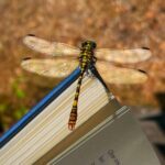 LibellenBesuch auf Buch_Ines Henner_2026
